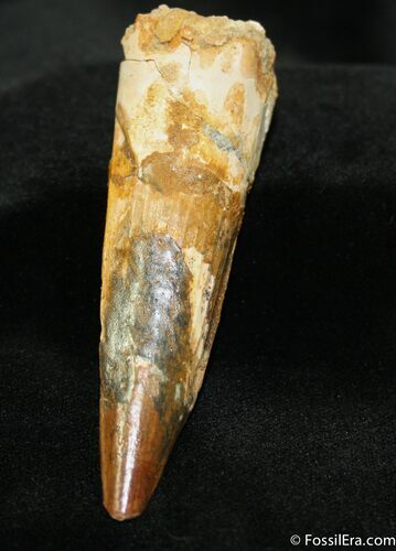 Very Large Spinosaurus Tooth (Composite) #737